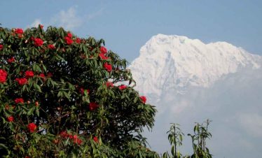 Annapurna and Rhododendron on Panchase Trek, Nepal, Gurkha Expeditions