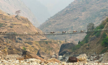Donkeys Crossing Suspension Bridge on Manaslu Circuit Trek 2024, Gurkha Expeditions