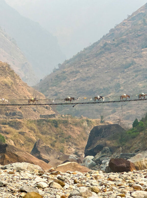 Donkeys Crossing Suspension Bridge on Manaslu Circuit Trek 2024, Gurkha Expeditions