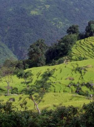 Rice Fields on Arun Valley Trek, Nepal, Gurkha Expeditions