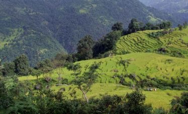 Rice Fields on Arun Valley Trek, Nepal, Gurkha Expeditions