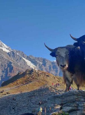 Yaks on Mardi Himal Trek, Nepal, Gurkha Expeditions