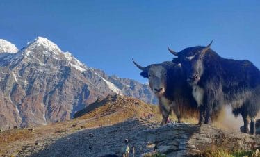 Yaks on Mardi Himal Trek, Nepal, Gurkha Expeditions